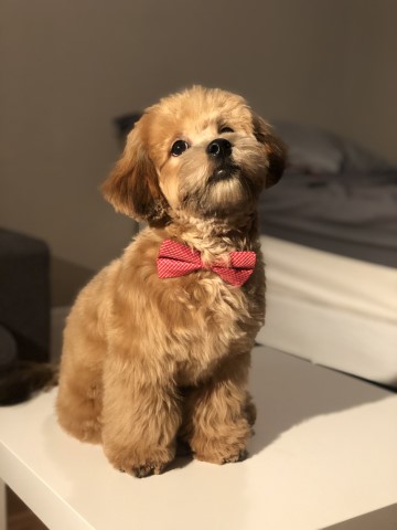 Shih Poo Stud service