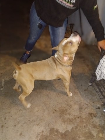American Staffordshire Terrier Stud 31779