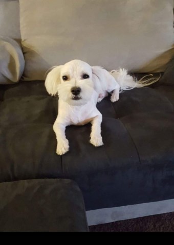 Phoenix Puppy Palace