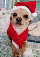 Wendy Vigs - Chihuahua Stud