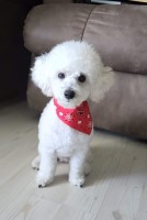 Melonie Hurst - Poodle Miniature Breeder Poodle Miniature breeder