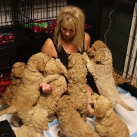 Angiesgoldendoodles Goldendoodle breeder