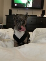 Daniella - Chihuahua Stud