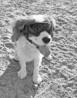 John - Cavalier King Charles Spaniel Stud