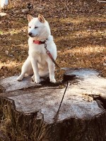 David Hacker - Shiba Inu Breeder Shiba Inu breeder