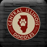 Central Illinois  Doodles Goldendoodle breeder