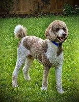 McEnery standard poodles