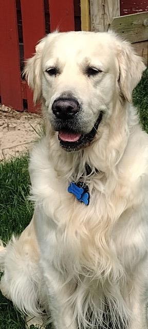 Kazams English Cream Golden Retrievers