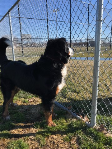 Bernese Mountain Dog Stud 26612