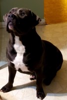 Jessica Radcliffe - American Pit Bull Terrier Stud