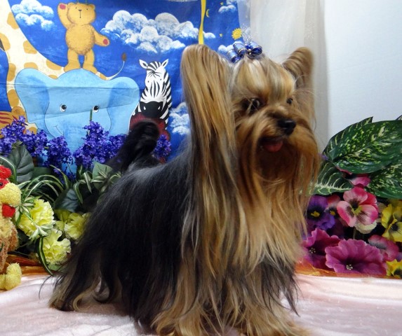 Yorkshire Terrier Stud 30033