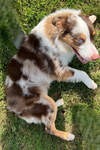 Miniature Australian Shepherd Stud 31328