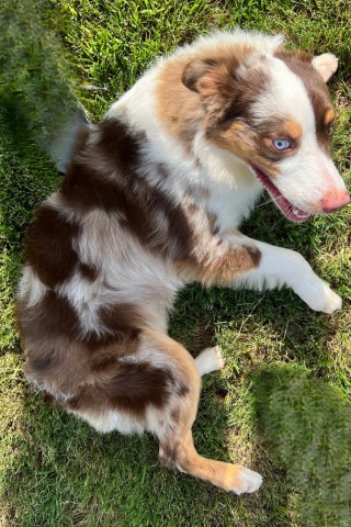 Miniature Australian Shepherd Stud 31328