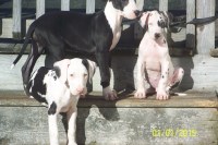 Centaur Danes Great Dane breeder