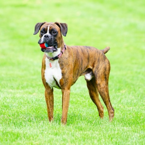 Tabitha Alverson, Boxer Stud in St. George, Utah