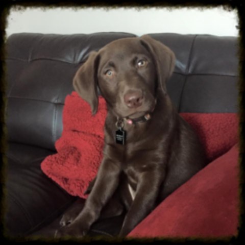 Lucky Labs Purebred Dogs