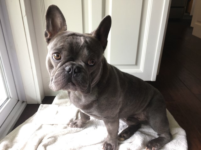 French Bulldog Stud 27344