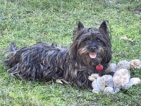 Cairn Terrier thumbnail
