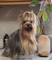 Elite’s touch of klas