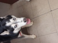 Shayina day - Siberian Husky Stud