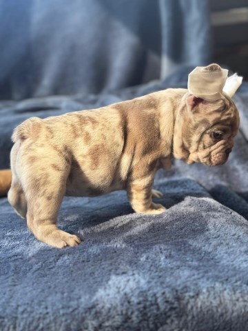 French Bulldog Stud 31834