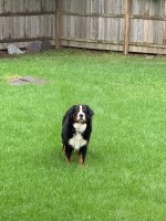 Adele DeCaro - Bernese Mountain Dog Stud