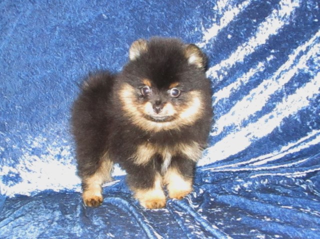 Pomeranian Breeder 9481