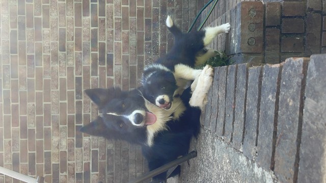 Border Collie Stud 31525