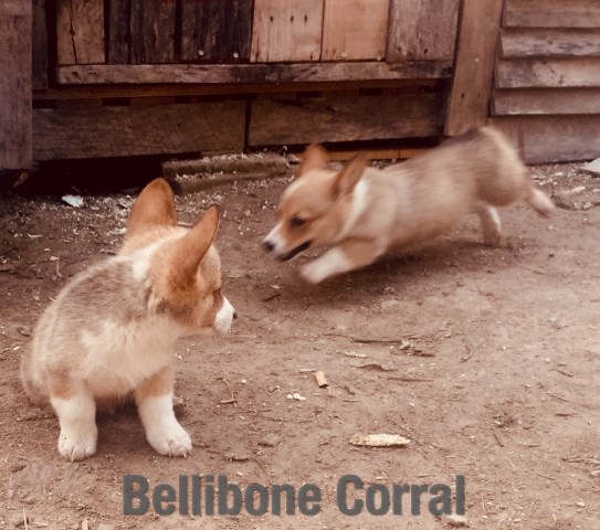 Pembroke Welsh Corgi Breeder 27353