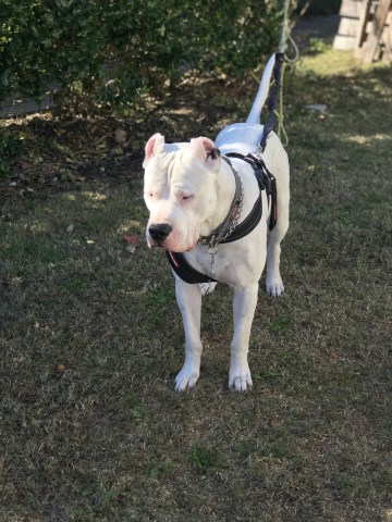 Dogo Argentino Stud 27619