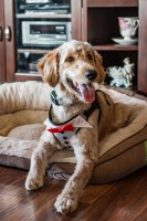 Russ and Deborah Morrison - Goldendoodle Stud