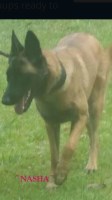 Southard K9 Malinois breeder