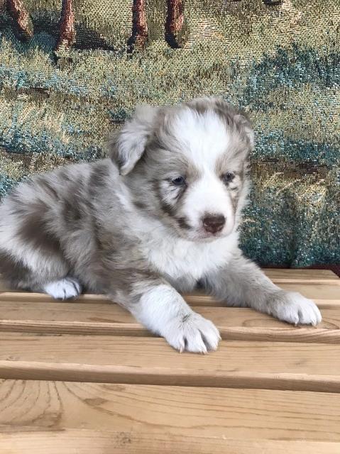 Australian Shepherd Dog Breeder 25700