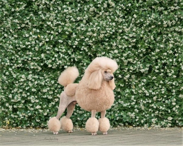 Bambi's Poodles