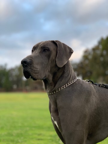 Laura, Great Dane Stud in San Diego, California