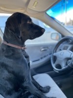 Christina Adkins - Goldendoodle Stud