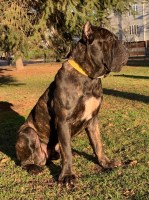 Henry Rodriguez - Cane Corso Stud