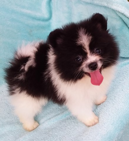 Florida Pomeranian