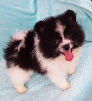Florida Pomeranian Pomeranian breeder