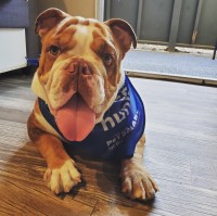 Junior - English Bulldog Stud