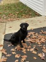 David Bradley - Labrador Retriever Breeder Labrador Retriever breeder