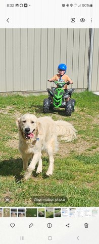 Golden Retriever Stud 31781