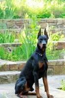 Lijo - Doberman Pinscher Stud