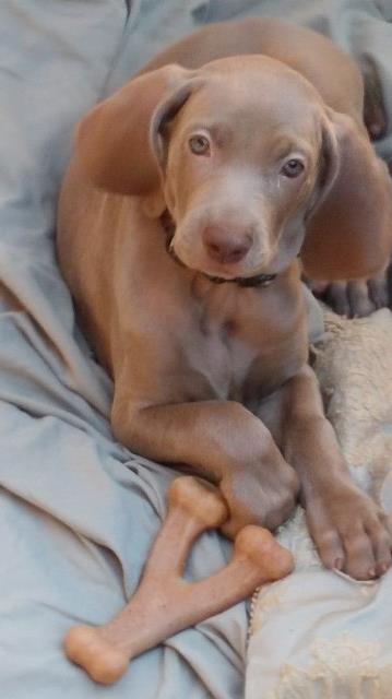 Weimaraner Breeder 15738