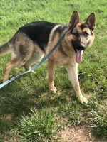 Kaitlyn Socks - German Shepherd Dog Stud