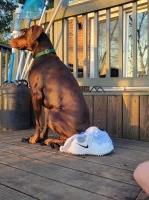 Ruth clayton - Doberman Pinscher Stud