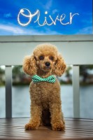 Faye - Poodle Toy Stud