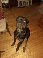 Mike Verstreate - Cane Corso Stud