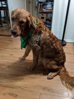 Michelle Morris - Golden Retriever Stud