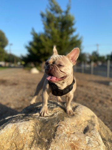 French Bulldog Stud 30714